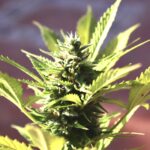 UN Recognizes Cannabis Having Medicinal Value