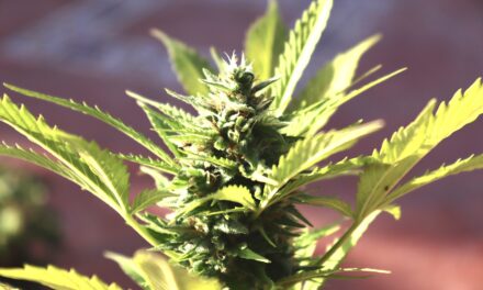 UN Recognizes Cannabis Having Medicinal Value