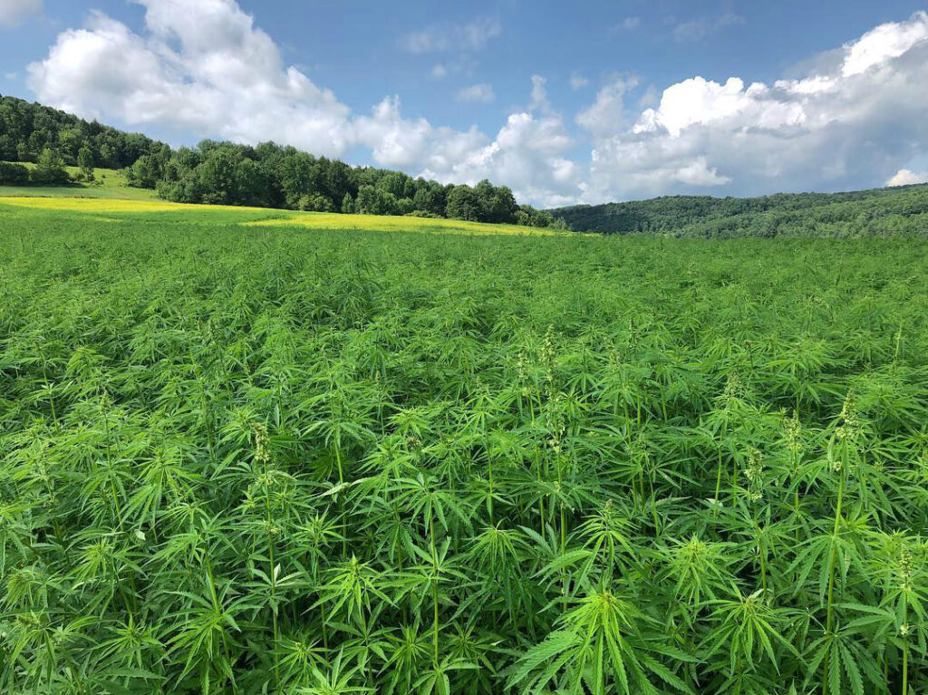 Hemp field